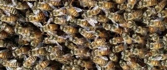 蜜蜂科学管理与饲养