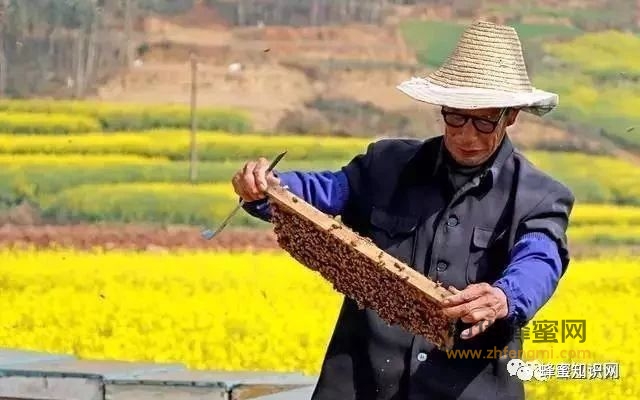 养蜂人普遍长寿的秘密