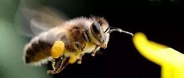 蜂蜜制造有多难？蜜蜂王国的这些数字让人震撼！