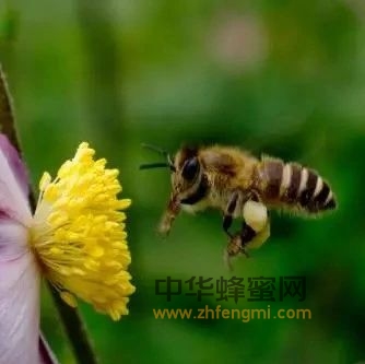 蜜蜂采集花粉及花蜜趣谈