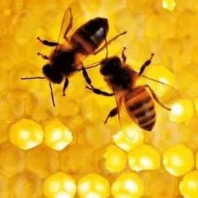 蜜蜂烂子病的防治