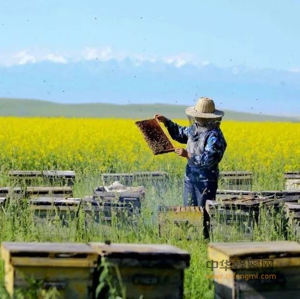 国内常见蜂蜜分布地及花期一览