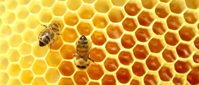 蜂蜜的10个惊人真相，尤其是前几个！