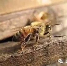 外看蜂箱预示蜜蜂征兆！