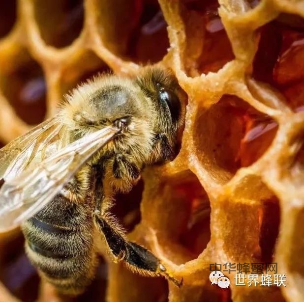 蜜蜂一生到底在忙什么？