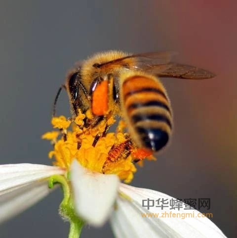 蜜蜂病毒病的危害和发病特征有哪些？