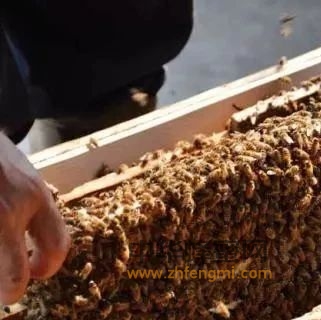 养蜂单脾开繁技术要点解析