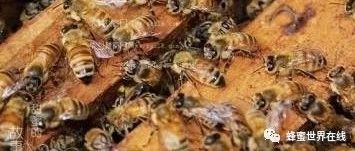 养蜂业三大杀手
