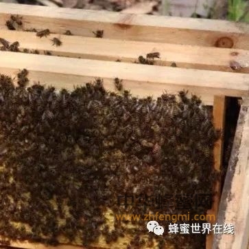 蜜蜂养殖经验两则