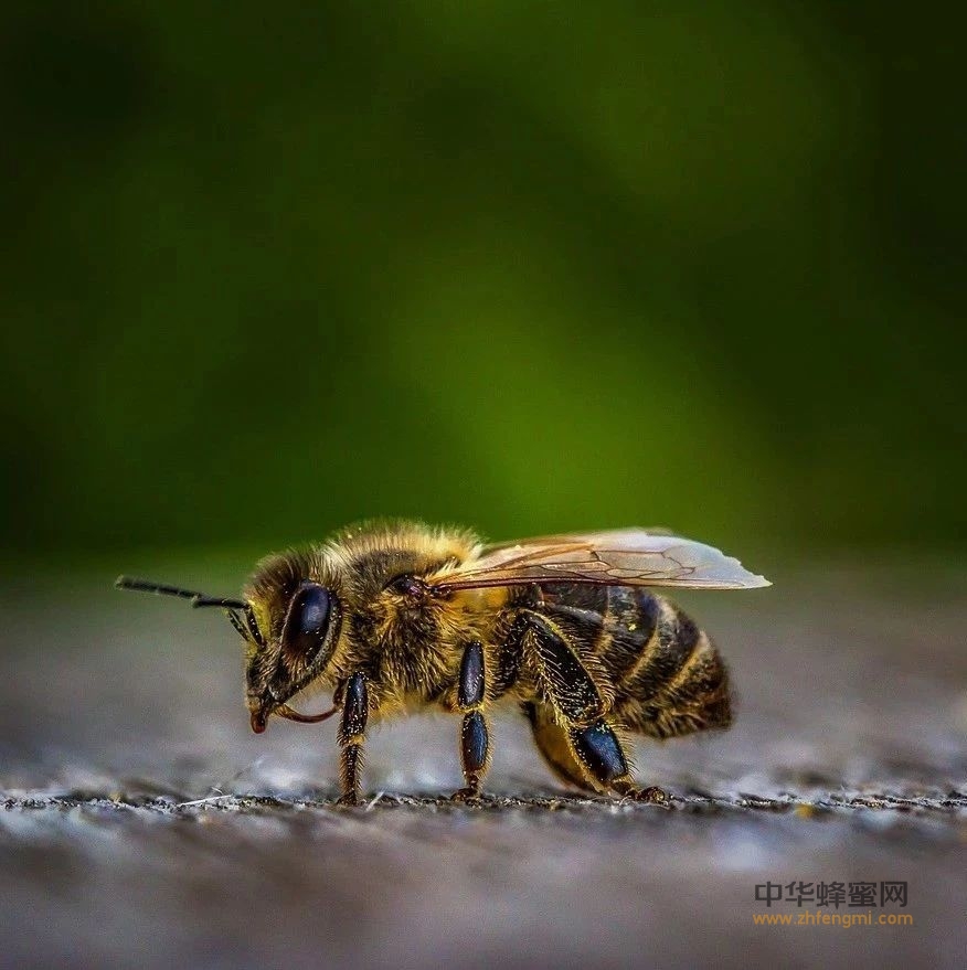 中蜂如何在春季饲养和管理