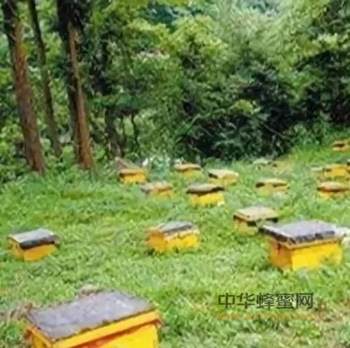 中华蜜蜂短途转地放养要注意哪些