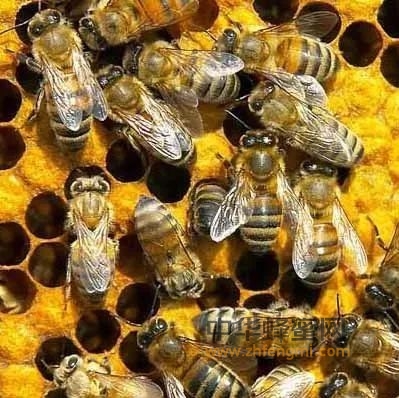 怎样让蜜蜂增产？一位老蜂农根据24节气做出以下养蜂经验分享