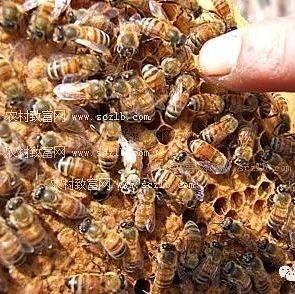 选育抗螨蜜蜂