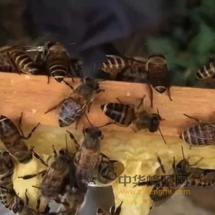 蜂蜜是祛斑高手，只需掌握5小窍门！