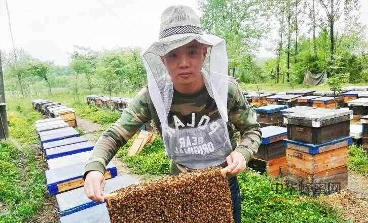 蜂王 养蜂人 甜蜜事业 朱峰
