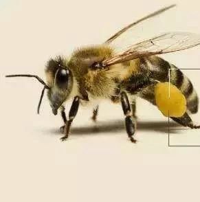蜂花粉与武则天的传说