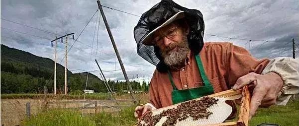 养蜂人为什么会长寿?
