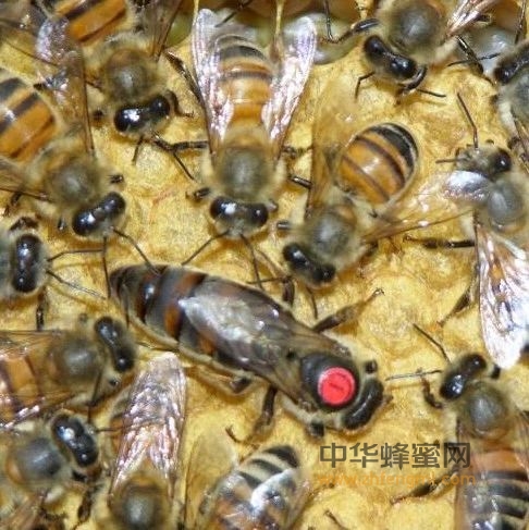 饲养管理｜蜂王在蜜蜂疾病防治中的重要作用