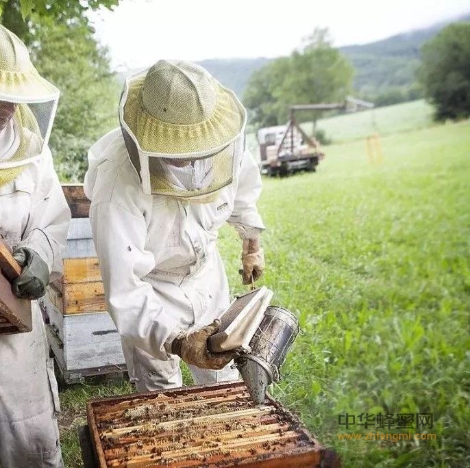 中国养蜂业前景如何？日本人说的这一点很有道理！