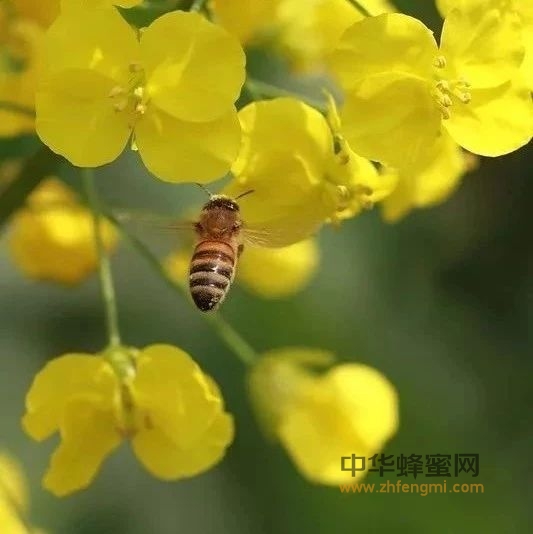 蜜蜂春季管理全面攻略，背下让你春季养蜂顺风顺水