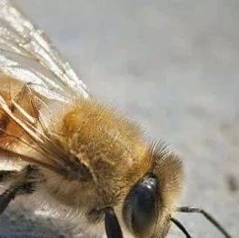 蜜蜂杂种优势的利用