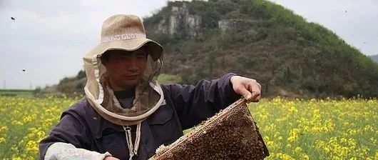 为什么养蜂的男人这么抢手？