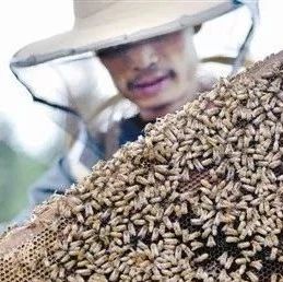 蜂群蜂量的调整