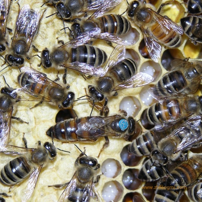 蜂种推介｜吉林省养蜂科学研究所优良蜂种介绍（15）——白山5号三交种蜜蜂