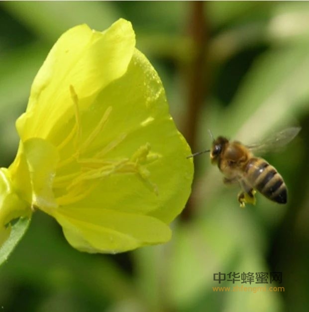 刘姐说蜂｜蜜蜂文化大观园（十一）——长白山中华蜜蜂的兴衰史（上）