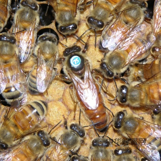 蜂种推介｜吉林省养蜂科学研究所优良蜂种介绍（16）——美意蜜蜂
