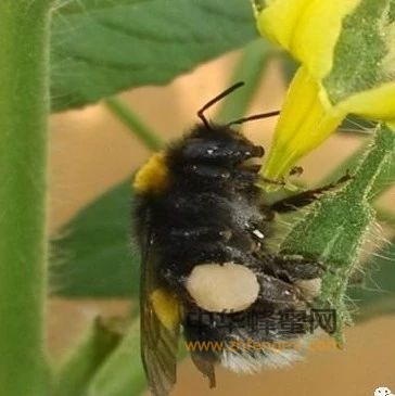 蜂种推介｜熊蜂——温室果蔬授粉明星