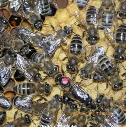 蜂种推介｜蜜胶一号：蜜胶双高产蜂种