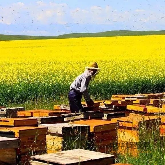 早知道这些蜜蜂养殖技术，收入翻倍！