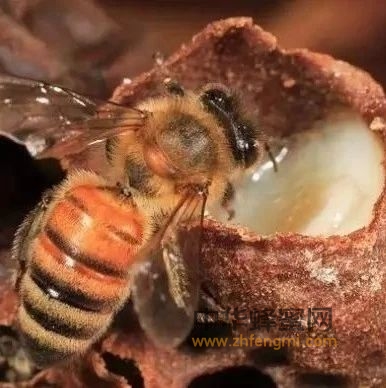 吃王浆的幼虫最终变成了蜂王，王浆究竟有何妙用？