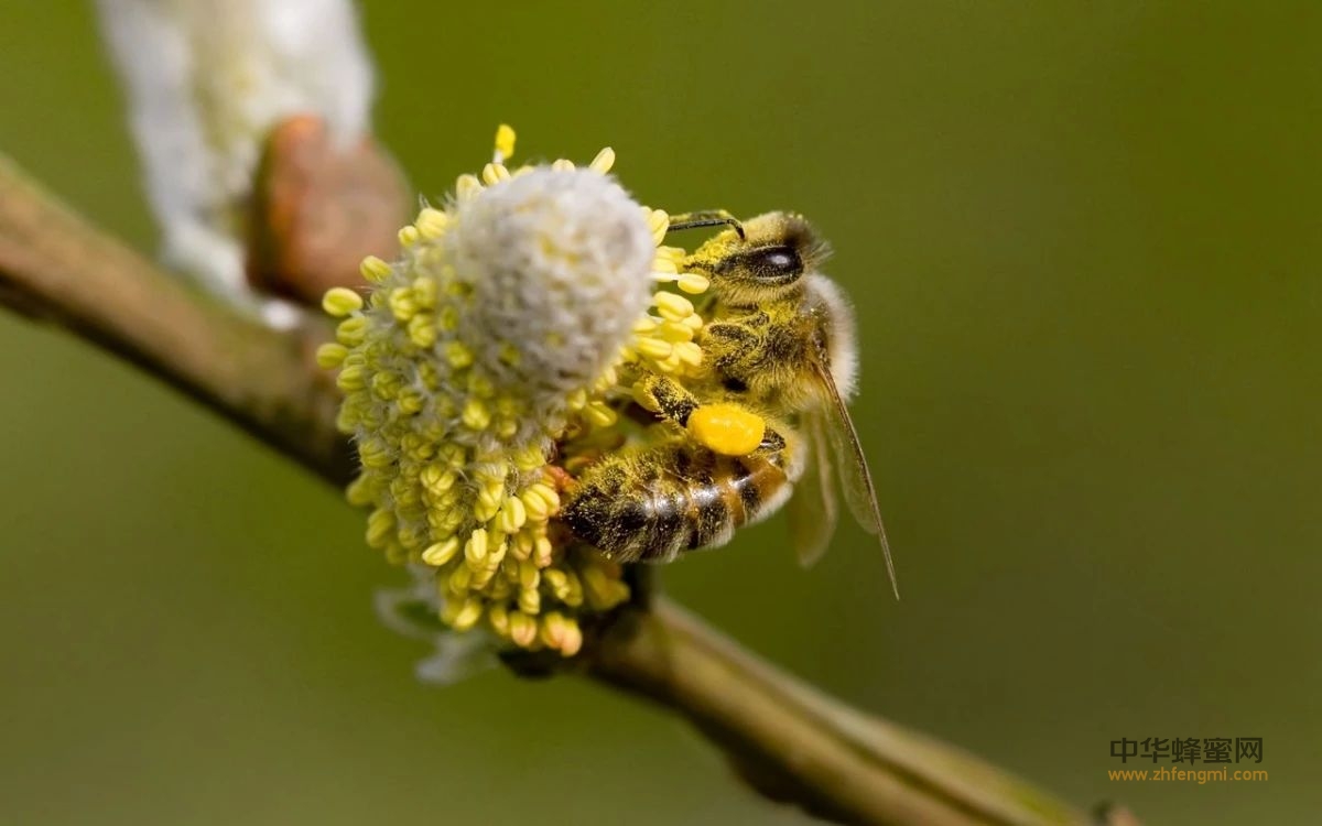 蜂花粉竟会让人变美？不是在骗你，为了颜值赶紧看
