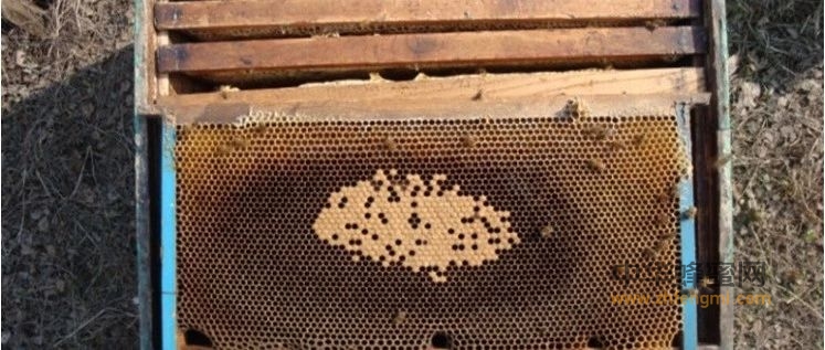 蜜蜂饲养｜蜂群早春管理技术太重要了