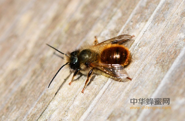 万能的蜂蜜美容效果好，快速恢复肌肤活力！