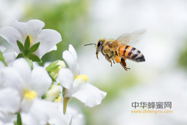 蜂蜜怎么用最养生？