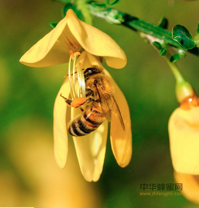 刘姐说蜂｜滴滴皆辛苦，小蜜蜂飞绕地球11圈才能采集一公斤蜂蜜