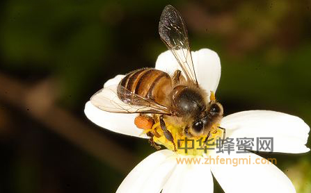 秋季的时候怎么繁殖好适龄越冬蜂？