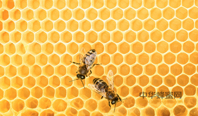 蜂蜜的九种养生吃法