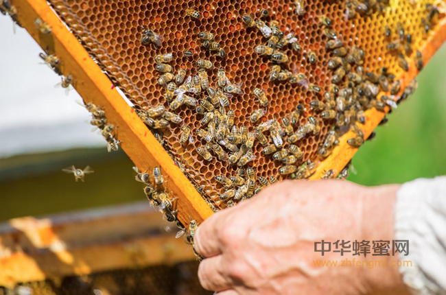 蜂蜜怎么吃才是最正确的？