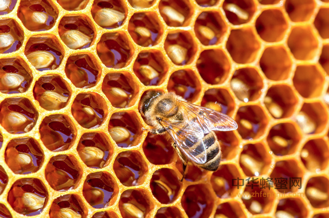 纯天然蜂蜜为什么不需要加工？