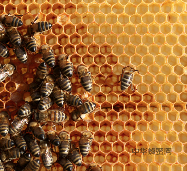 纯天然蜂蜜表面为什么会有一层白沫呢？