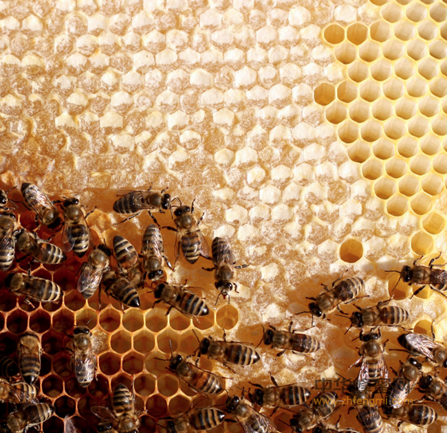 蜜蜂春繁新方法