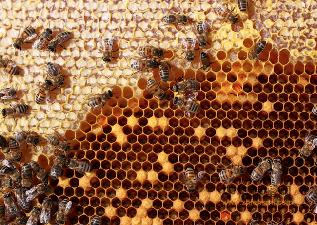 蜂蜜为什么是好东西？