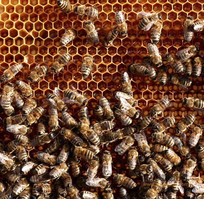 蜂蜜的10种食疗法