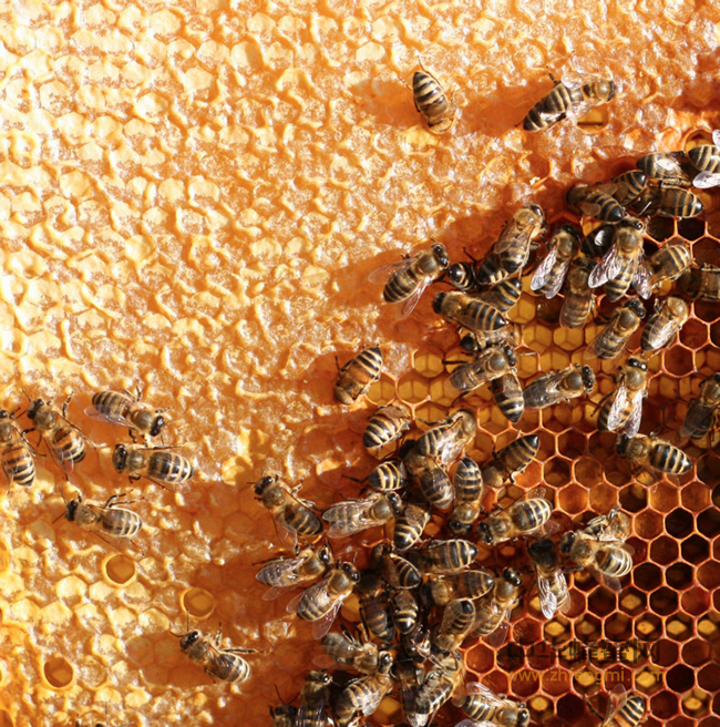 蜂蜜具有抗胃溃疡作用