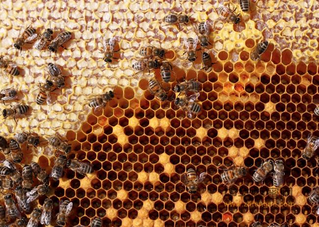 不同种类蜂蜜，养生效果也有区别