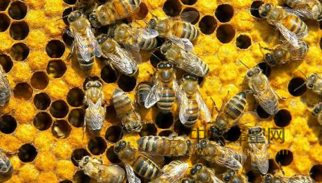 蜂蜜营养丰富，不喝不痛快！